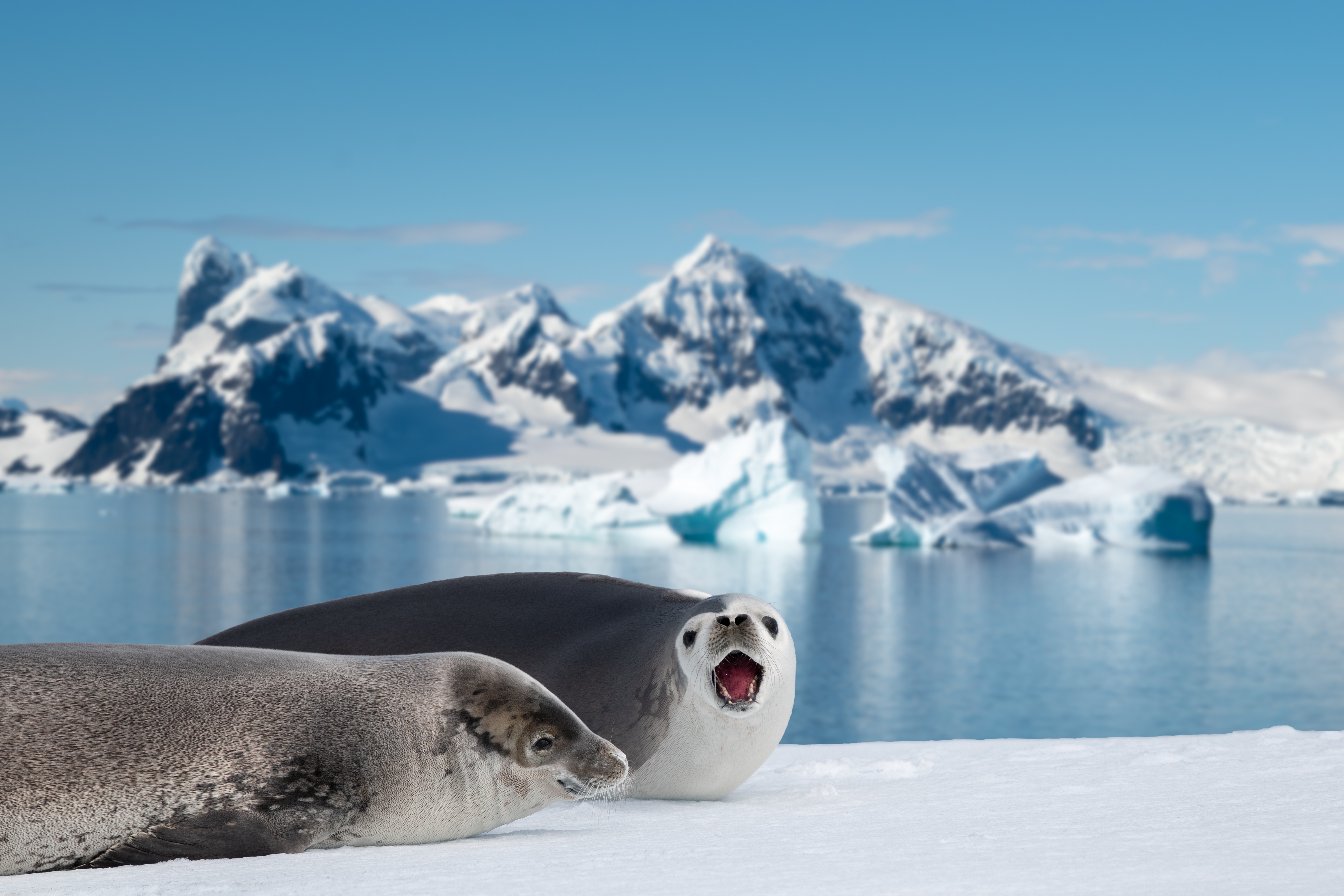 Expedition cruise in arctic glaciers